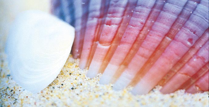 Moreton Island, Brisbane - beach