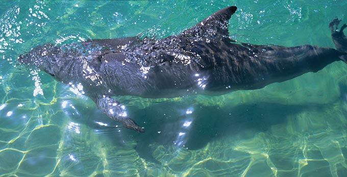 Moreton Island, Brisbane - coastal marine life