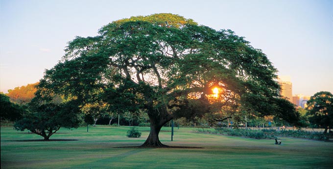 New Farm, Brisbane - sunrise/sunset parks river/creek