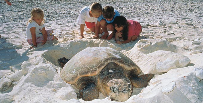 Bundaberg Coral Isles and Country - beach coastal islands marine life