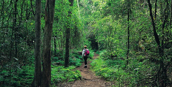 Cania Gorge National Park, Bundaberg Coral Isles and Country - landscape forest rainforest bushwalking