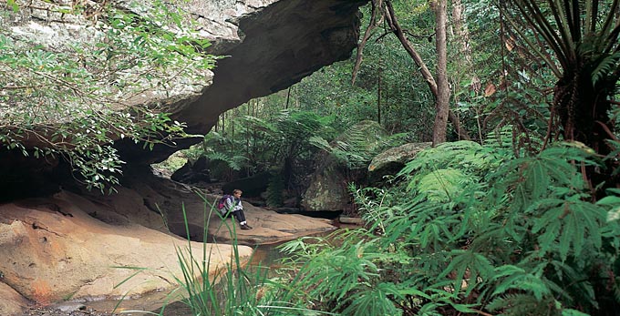 Cania Gorge National Park, Bundaberg Coral Isles and Country - landscape river/creek forest rainforest bushwalking