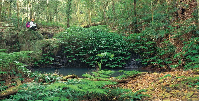 Bunya Mountains, Fraser Coast South Burnett - river/creek forest bushwalking