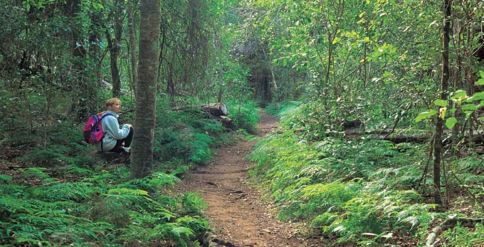 Fraser Coast South Burnett - forest bushwalking