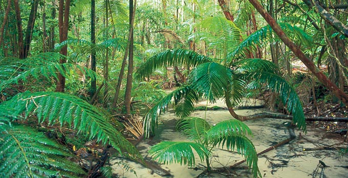 Fraser Coast South Burnett - islands river/creek forest rainforest bushwalking