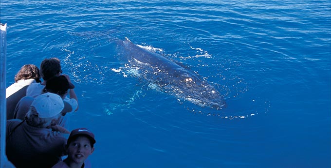 Hervey Bay, Fraser Coast South Burnett - coastal whales