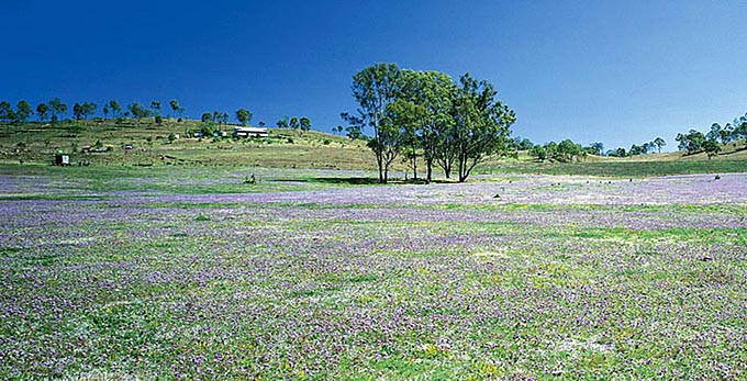 Kingaroy, Fraser Coast South Burnett - flowers