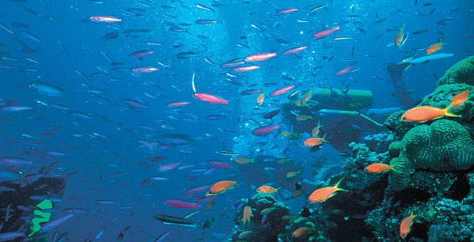 Great Barrier Reef Gladstone, Gladstone - coastal reef diving marine life