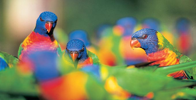 Currumbin, Gold Coast - australian native bird life