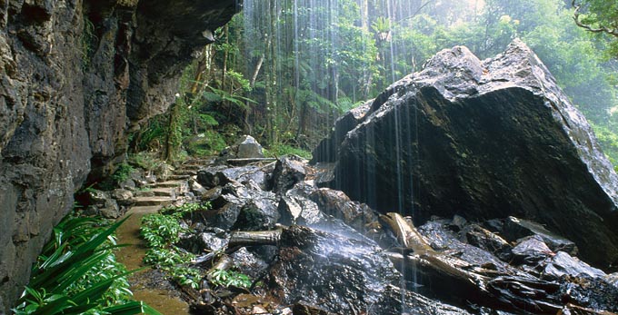 Springbrook - waterfall rainforest bushwalking
