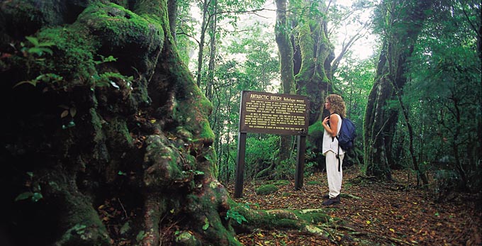 Gold Coast - forest rainforest bushwalking