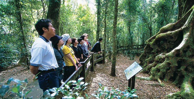 Gold Coast - forest rainforest bushwalking