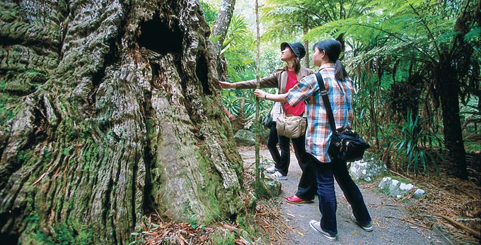 Springbrook, Gold Coast - forest rainforest bushwalking