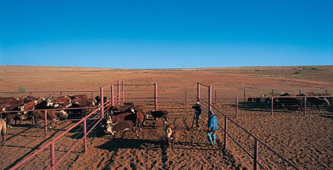 Birdsville, Outback Queensland - outback rural other animals