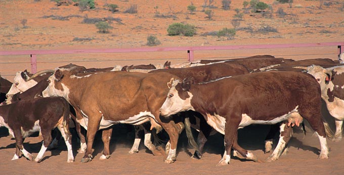 Birdsville, Outback Queensland - outback rural other animals