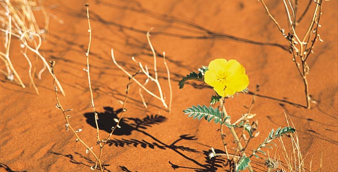 Birdsville, Outback Queensland - desert outback flowers