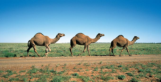 Boulia, Outback Queensland - desert outback other animals