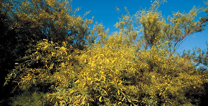 Cloncurry, Outback Queensland - gardens