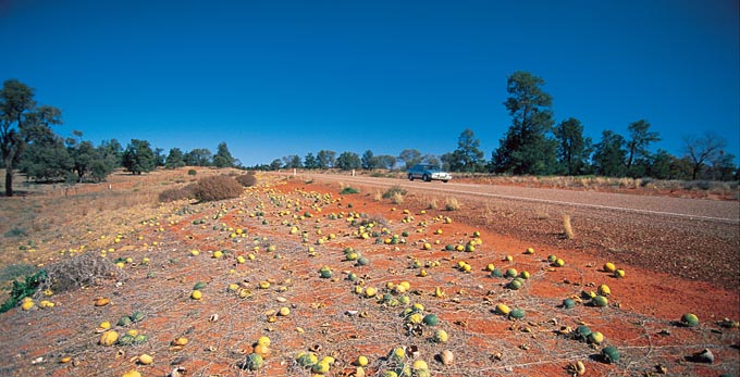 Cunnamulla, Outback Queensland - outback vehicle touring