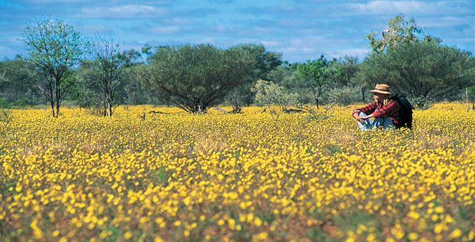 Eulo, Outback Queensland - outback bushwalking flowers