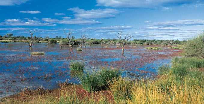 Thargomindah, Outback Queensland - landscape wetlands outback