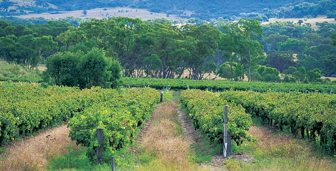 Ballandean, Southern Downs - rural wineries