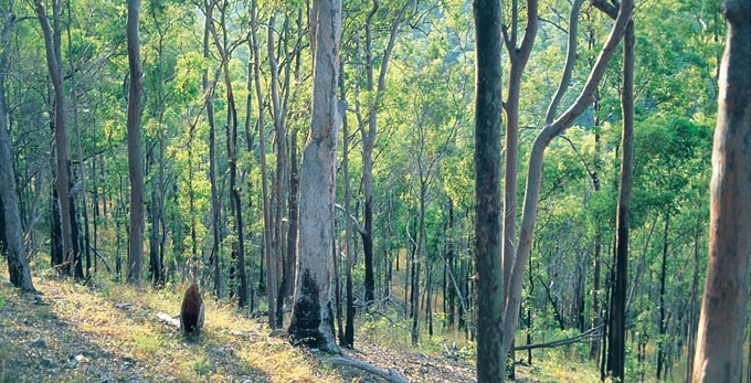 Clifton, Southern Downs - forest