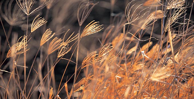 Clifton, Southern Downs -
