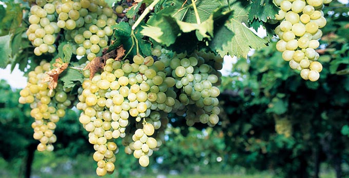 Southern Downs - rural wineries