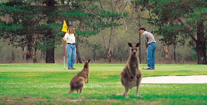 Stanthorpe - golf australian native unique