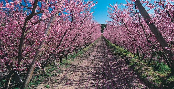Stanthorpe, Southern Downs - rural