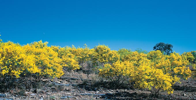 Texas, Southern Downs - flowers
