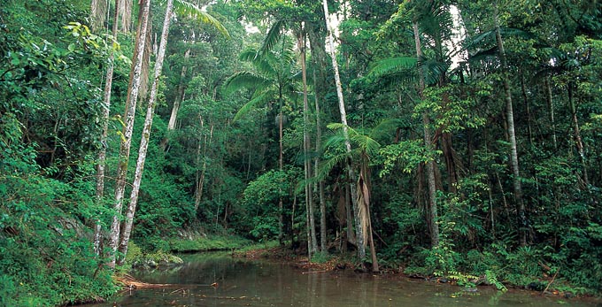 Kenilworth, Sunshine Coast - landscape river/creek rainforest