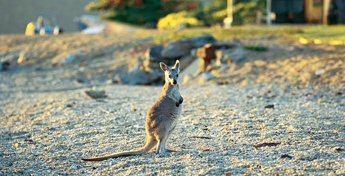 Whitsundays - coastal islands australian native unique
