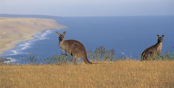 Fleurieu Peninsula - coastal australian native icon unique