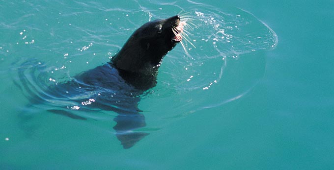 Fleurieu Peninsula - coastal marine life