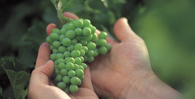 Fleurieu Peninsula - rural wineries
