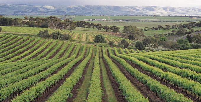 Fleurieu Peninsula - landscape rural wineries