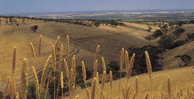 McLaren Vale, Fleurieu Peninsula - landscape rural