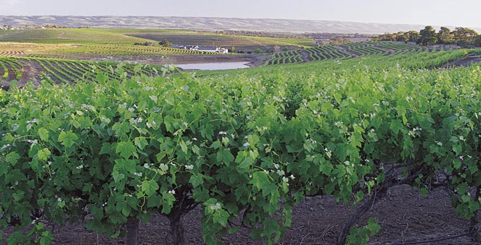 McLaren Vale, Fleurieu Peninsula - rural wineries