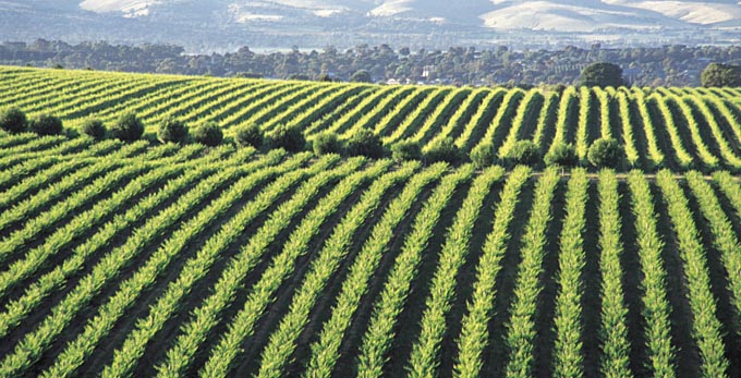 McLaren Vale, Fleurieu Peninsula - landscape rural wineries