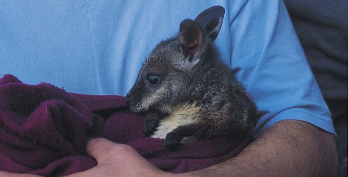 Kangaroo Island
