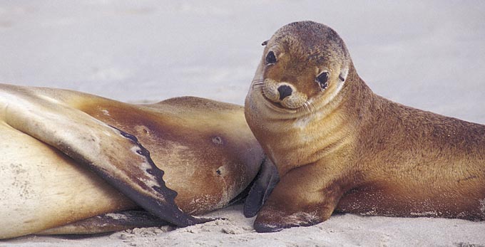 Seal Bay, Kangaroo Island