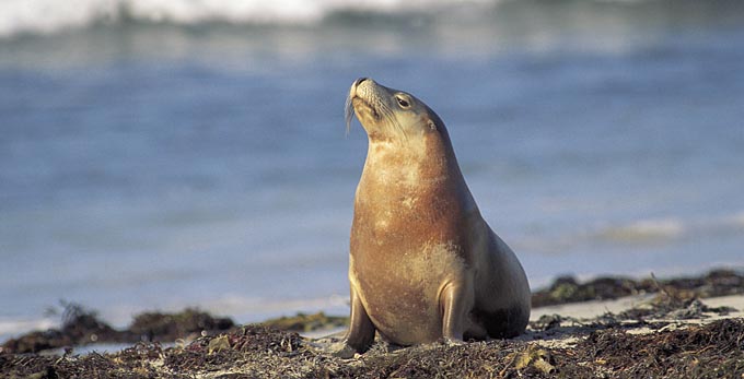 Seal Bay, Kangaroo Island