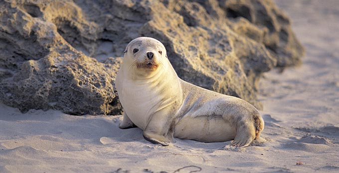 Seal Bay, Kangaroo Island - beach coastal islands marine life other animals
