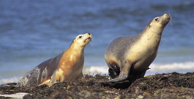 Seal Bay, Kangaroo Island