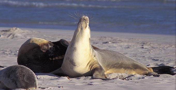 Seal Bay, Kangaroo Island