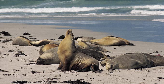 Seal Bay, Kangaroo Island - beach coastal islands marine life other animals