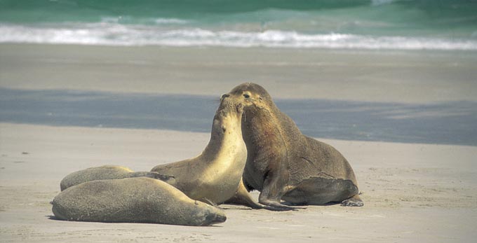 Seal Bay, Kangaroo Island