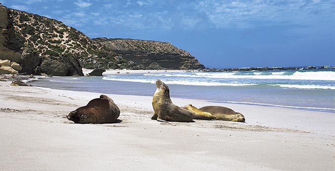 Seal Bay, Kangaroo Island